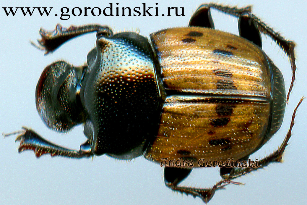 http://www.gorodinski.ru/copr/Onthophagus japonicus.jpg